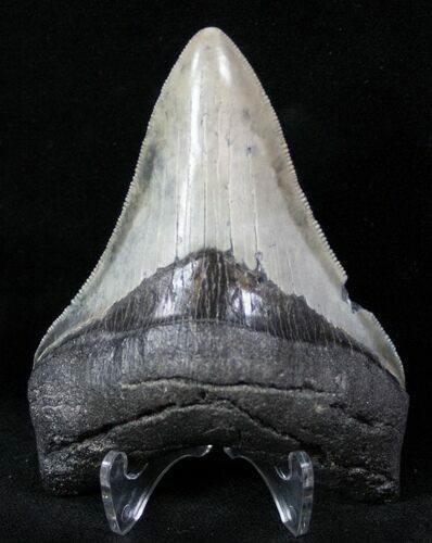 Venice Megalodon Tooth - Beautiful Enamel #12646